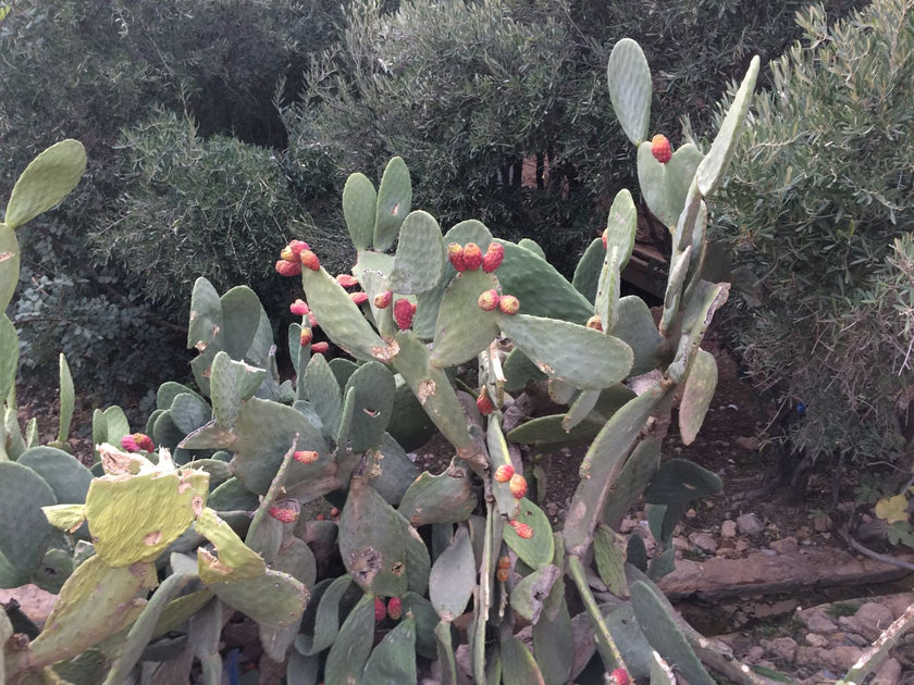 Ingredients with a Story Moroccan Cactus Flower Oil