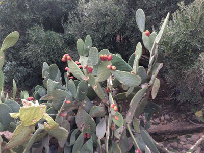 Ingredients with a Story: Moroccan Cactus Flower Oil