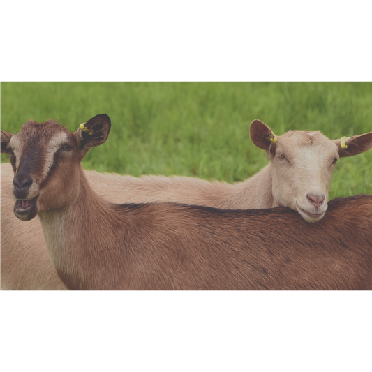 Benefits of Goat's Milk