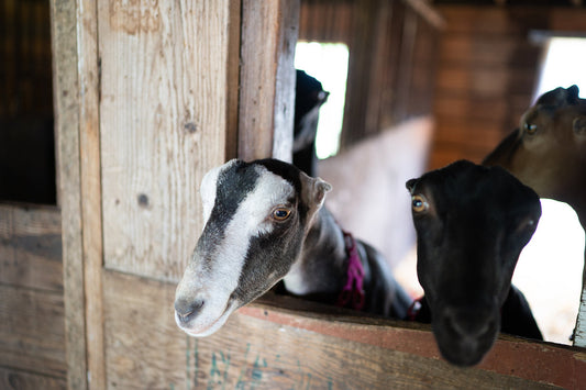 Goats on a farm