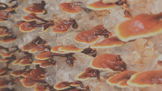 Image of Reishi Mushrooms